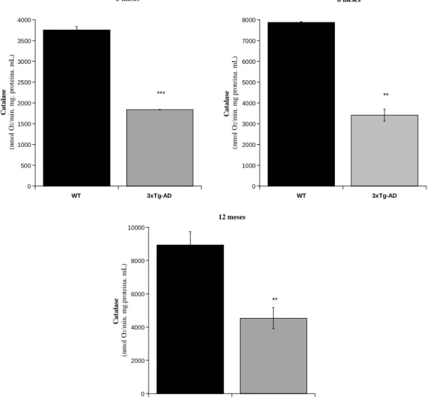 Figura  4.4  Actividade  da  catalase  avaliada  em  tecido  do  músculo  de  murganhos  3xTg-AD  e  WT  com idades de 3, 6 e 12 meses