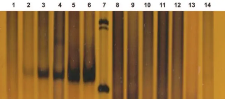 Fig. 1 - Electrophoretic separation on 8% polyacrylamide gel of the PCR products from C.