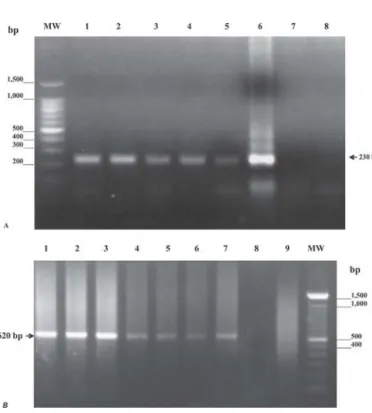 Fig. 1 - A: PCR TcH2AF/R of epimastigotes from T. cruzi IRHO/CO/85/MTA mixed with the intestinal tract and feces of R
