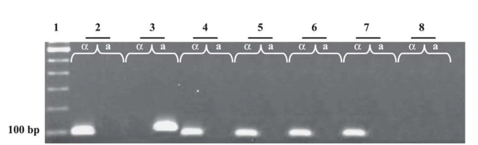 Fig. 1 - PCR amplification of C. neoformans isolates for determination of mating type