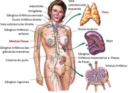 Figura  1.  Distribuição  dos  órgãos  e  vasos  linfáticos  (Adaptado  de  http://healthlifemedia.com  -  último  acesso: 