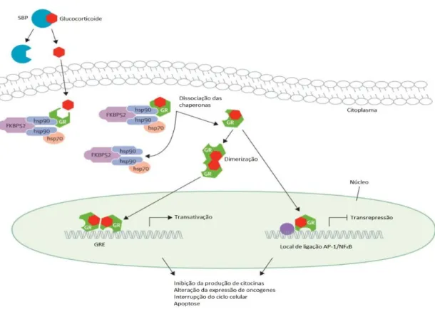 Figura  7.  Via  de  sinalização  dos  glucocorticoides  (Adaptado  (Inaba,  2012)).  AP-1/NF k B  –  proteína  de  ativação  1  /fator  nuclear  kB;  FKBP52  –  proteína  de  ligação  à  imunofilina  FK52;  GR  –  recetor  de  glucocorticoide;  GRE  –  El