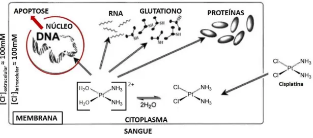 Figura 9. Representação esquemática da reatividade da cisplatina e dos obstáculos encontrados antes de atingir a  molécula de DNA (Adaptado (Fuertes, 2003))