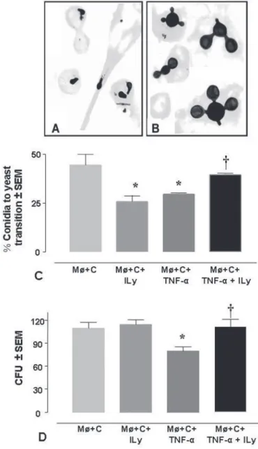 Fig. 1 - P. brasiliensis intracellular transition and CFU of conidia after lysozyme inhibition in normal or TNF-α activated Møs