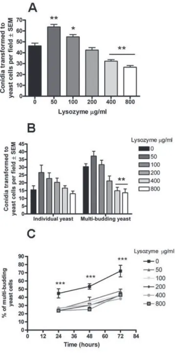 Fig. 2 - Effects of different concentrations of lysozyme on P. brasiliensis conidial transition process and the budding capacity of yeasts