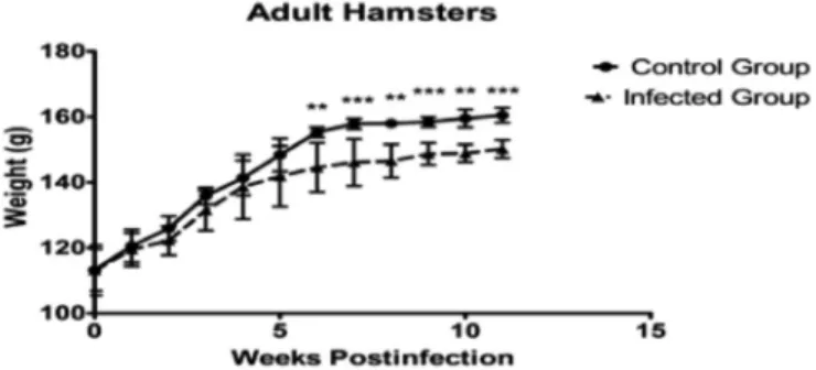 Fig. 1 - Changes in the weight of adult hamsters (seven to eight weeks of age) infected with  1 x 10 6  L