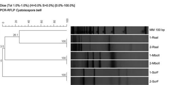 Fig. 3 - Polyacrylamide gel and phenograms of C. belli genetic profiles obtained by PCR-RFLP