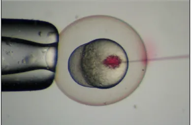 Figura  5:  Processo  de  microinjeçao  efectuado  num  embrião  de   peixe-zebra. Imagem de David Mawdsle