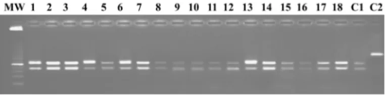 Fig. 1 - RFLP of the 18 positive nested-FtsZ-PCR samples (10 blood samples, 5 lymph node  biopsies, 2 lymph node aspirates and 1 skin biopsy) after digestion with HpyCH4IV (lanes  1 to 18)