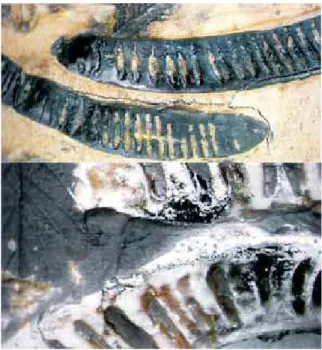 Fig.  33 Zandra  C.  de  Miranda Detalhes  das  superfícies  das  impressões  em  duas  tiragens  com  entintagens  e  queimas  diferentes