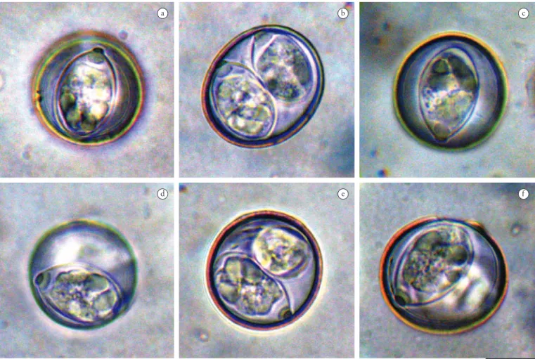 Figure 3. Photographs of sporulated oocysts of coccidia species recovered from the bananaquit Coereba fl aveola