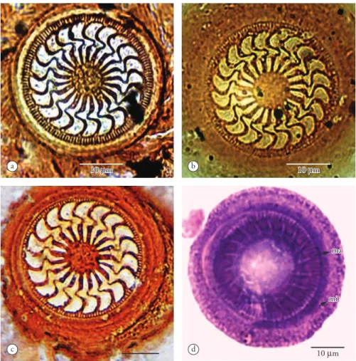 Figure  1. Klein’s silver impregnated Trichodina colisae Asmat and Sultana (2005) from pacu (a) and hybrid patinga (b) in Southeastern  Brazil, and pacu (c) from Central Brazil