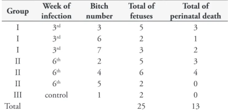 Table 1. Reproductive observations among pregnant bitches infected  with 10 8  tachyzoites of N