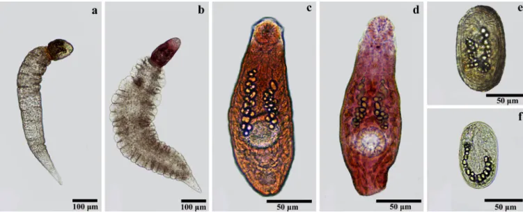 Figure 2. Cercariae and metacercariae of Petasiger spp. obtained from mollusks in Brazil