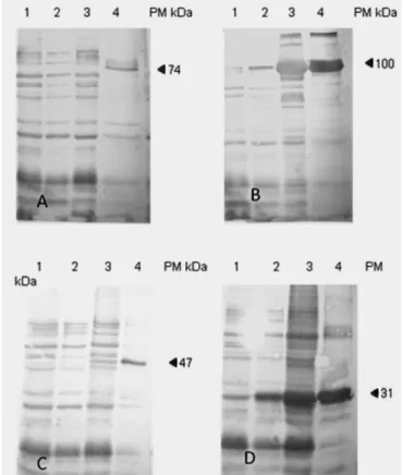 Figure 2. Median optical density (OD) values of IgG1 (solid line)  and IgG2 (dash line) obtained by indirect ELISA from calf groups  submitted to the different inoculation protocols, DO-Day of the first  inoculation; D21-21 days after the first inoculation