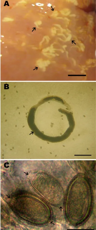 Figure 2. Characteristics of Calodium hepaticum infection in the liver  of Rattus rattus and R. norvegicus