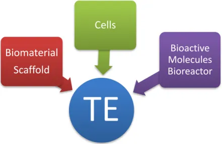 Figure 1 – TE triad of cells, chemical (bioactive molecules, e.g., growth factors) and physical (bioreactor) signals,  and the scaffold which allows cells to migrate, adhere and produce new tissue