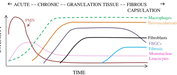 Figure 4 - The cell type temporal variation in the inflammatory response to implanted biomaterials