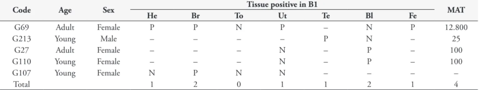 Table 3. Results of nPCR (B1 gene) for DNA samples positive for T. gondii obtained from the tissues and blood of domestic cats from the  Parque da Cidade and the relation with the serology results (MAT ≥ 25), Natal, Rio Grande do Norte, Brazil, 2013.