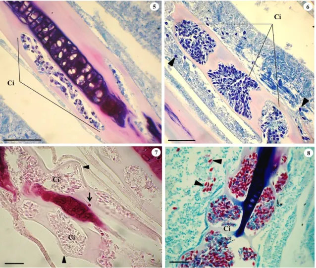 Figure 5-8. Optical micrographs showing histological sections of Henneguya sp. with Ziehl-Neelsen staining
