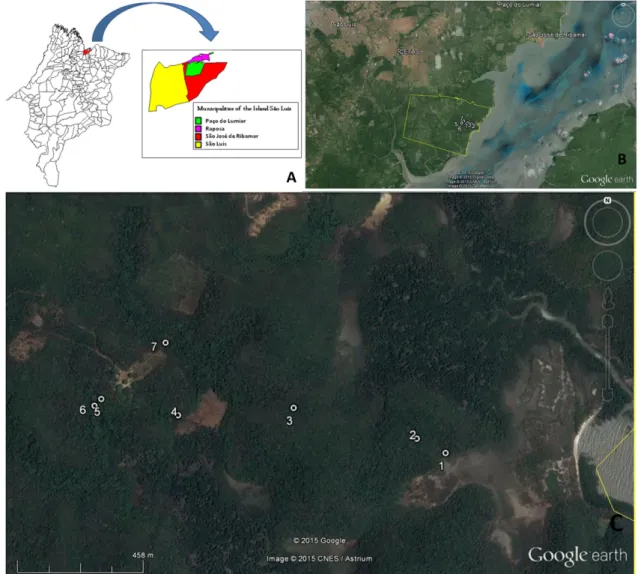 Figure 1. Captures sites: A – Map of Maranhão state showing the Island of São Luís (MapInfo Professional 7.5 SCP); B – points showing  CETAS (São Luís) and Sítio Aguahy; C – distribuition of captures sites in Sítio Aguahy, São José de Ribamar
