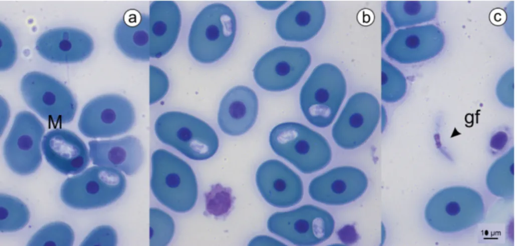 Figure 2. Parasitic forms of Haemogregarina sp. in Podocnemis expansa. (a) Meront (M) with six nuclei