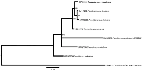 Figure 4. Phylogenetic tree based on the Bayesian inference of the partial cytochrome c oxidase subunit II gene, showing the relationship of  Pseudoterranova decipiens (bold) with others species of Pseudoterranova