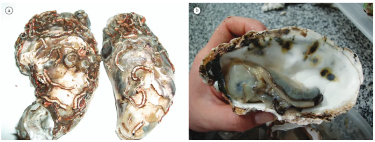 Figure 2. Polydiariosis in Crassostrea rhizophorae. a) External view of the shell, showing the tubes of the polychaete Neanthes succinea; and b)  internal view of shell with mud blisters.