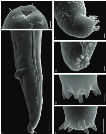 Figure 4. Scanning electron microscopy on Hysterothylacium fortalezae  (L 3 ) in Selene setapinnis:  a - anterior end showing the triangular  opening mouth with one dorsal lip presenting two sets of papilla  (arrow) and two lateroventral lips, each with a 