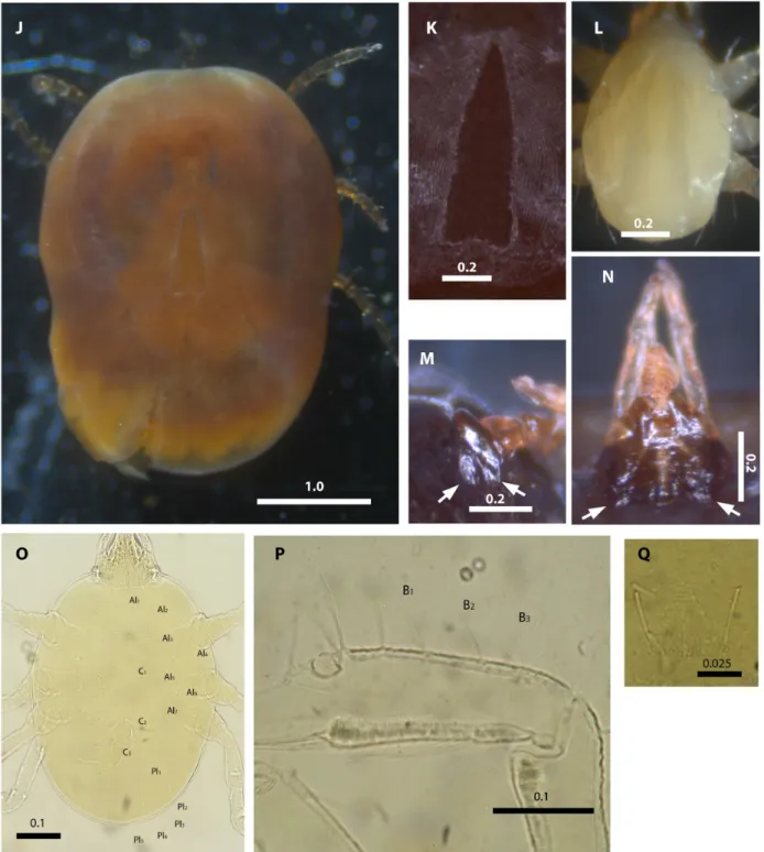 Figure 2. Micrographs of Nothoaspis amazoniensis and Ornithodoros cavernicolous larvae collected in the present study and paratype of  N. amazoniensis (NAVA et al., 2010)