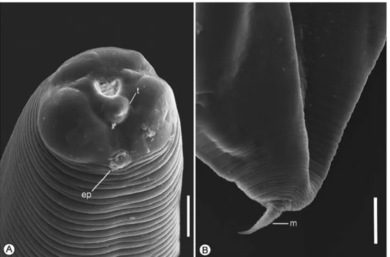 Figure 2. Anisakis sp. (L3) from Plagioscion squamosissimus observed by scanning electron microscopy, in ventrolateral view