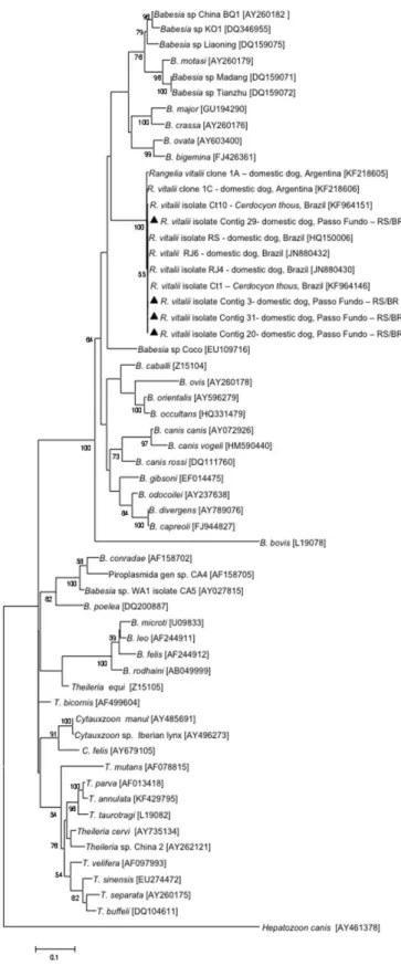 Figure 2. Maximum likelihood phylogenetic tree of 18S rRNA partial  sequences (541 nucleotides) of Rangelia vitalii and other piroplasms