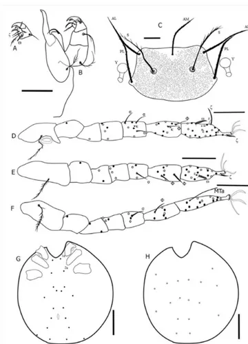 Figure 5. Morphological details of Eutrombicula alfreddugesi  (Oudemans). (A) ventral view of palpal tarsus; (B) dorsal view of  gnathosoma; (C) scutum; (D) leg I; (E) leg II; (F) leg III; (G) ventral  view of idiosoma; (H) dorsal view of idiosoma