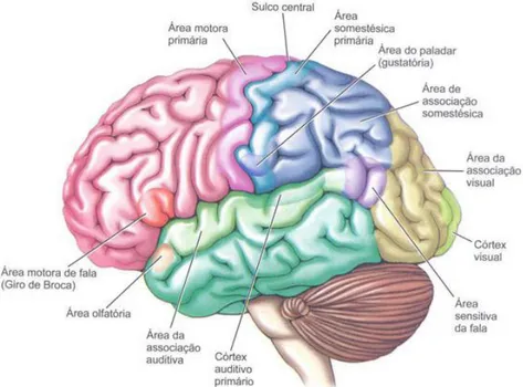 Figura 1: Identificação dos córtex cerebrais e suas funções 