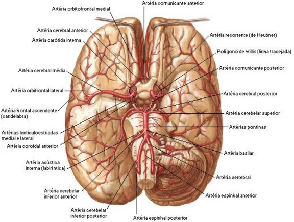 Figura 2: Vista inferior da circulação do cérebro, com identificação do Polígono de Willis  Fonte: http://www.auladeanatomia.com/neurologia/arteriascerebro.jpg  