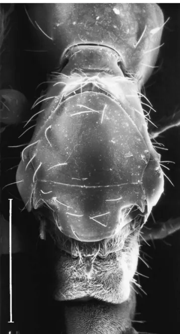 Fig. 5. Bruchopria hexatoma, female: mesosoma and petiole in dorsal view; scale=0,5 mm.