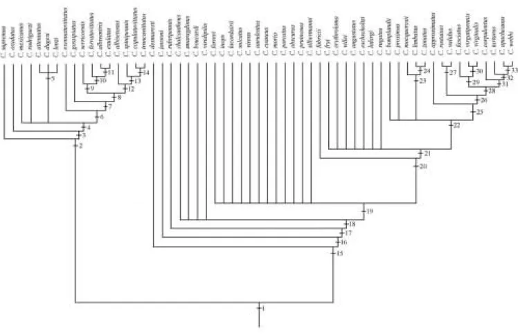 Fig. 671. Phylogenetic hypothesis of Chalcolepidius species. Strict consensus cladogram (CI = 46, RI = 81) of 2,636  more parcimonious trees (L