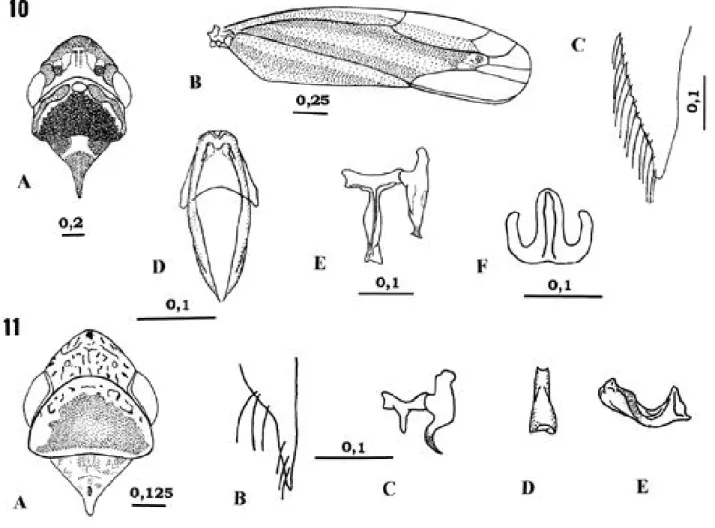 Fig. 10. Ferrariana trivittata (Signoret, 1854): A, cabeça, pronoto e escutelo (vista dorsal); B, asa anterior; C, placa subgenital (vista ventral); D, paráfises (vista ventral); E, conetivo e estilo (vista dorsal); F, edeago (vista ventral)