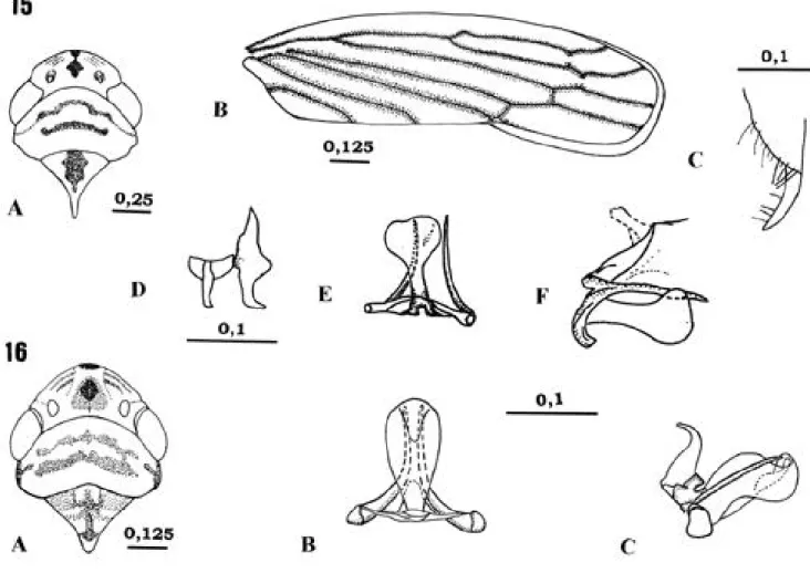 Fig. 15.  Plesiommata corniculata Young, 1977: A, cabeça, pronoto e escutelo (vista dorsal); B, asa anterior; C, placa subgenital (vista ventral); D, conetivo e estilo (vista dorsal); E, edeago (vista ventral); F, edeago (vista lateral)