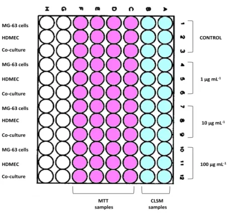 Figure 5. Representative diagram of the cultures organization in a 96-well plate. 