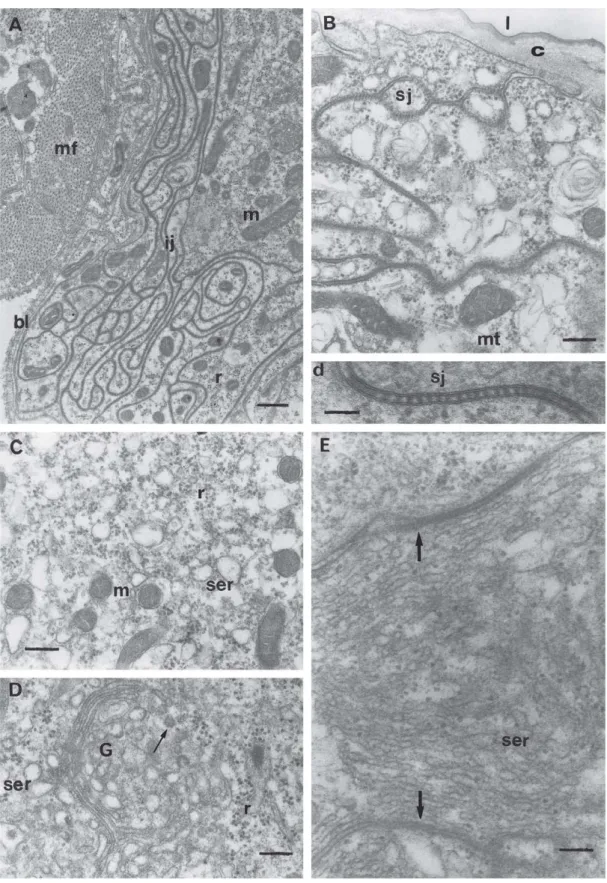 Fig. 2. TEM of virgin queens’ Dufour gland. A) Basal portion of the gland, evidencing a sinuous intercellular junction (ij); mf, muscular fiber; bl, basal lamina; m = mitochondria; r, polyribosomes