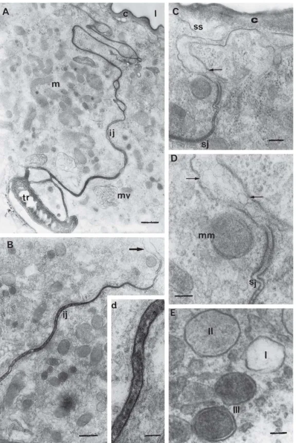 Fig. 5. TEM of physogastric queens’ Dufour gland. A) General aspect of the area where two cells are connected for an intercellular junction (ij);
