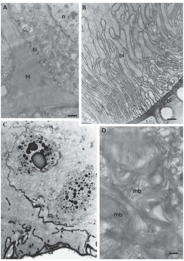 Fig. 6. TEM of physogastric queens’ Dufour gland. A) Detail of a gland basal portion, showing material accumulation with ground electrondensity, probably hemolymph (H), in the intercellular space; bi, basal plasmic membrane invagination; n, nucleus