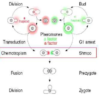 Figure 1.1 – Schematic of the  S. cerevisiae  mating process 