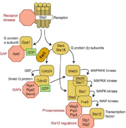 Figure 1.2 - Components of yeast signaling cascade (adapted from [3]) 