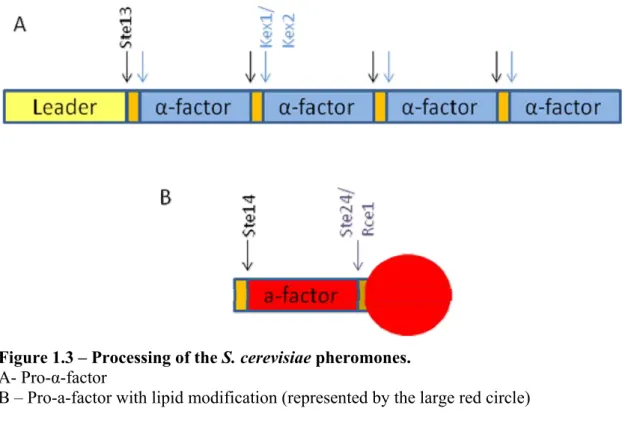 Figure 1.3 – Processing of the  S. cerevisiae  pheromones.  