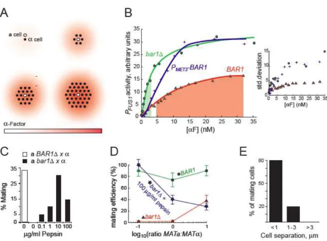 Figure 2.4 - Bar1 controls local pheromone concentrations to ensure efficient mating 
