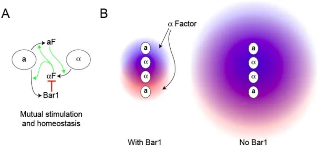 Figure 2.5 – The role of Bar1 in mating 