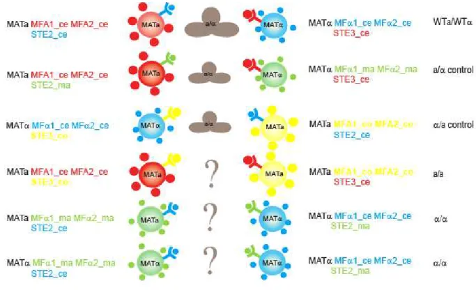 Figure 3.1.B – Artificial mating types 