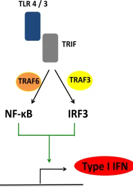 Figure 1.2 – TLR signaling through TRIF. 